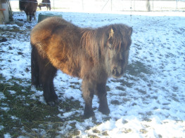 starlette hiver 07.jpg (25 ko)